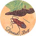 Squash Bug.